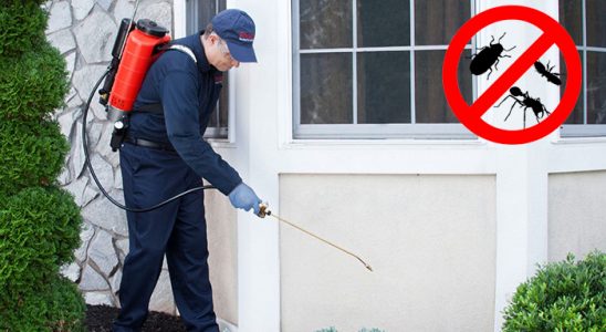 Hamur Hamam Böceği İlaçlama böcek ilaçlama ve haşere kontrolü — ilaclama-tr.com